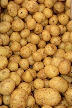 Gala' Potatoes (Solanum tuberosum)