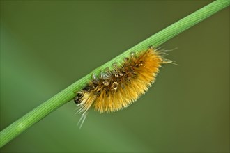 Hairy caterpillar of a moth (Erebidae)