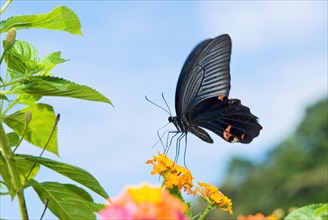 Black Swallowtail butterfly (Papilio polyxenes) sitting on Lantana (Lantana camara)