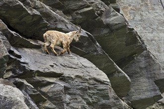 Alpine Ibex (Capra ibex)