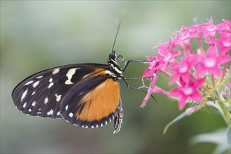 Tiger Longwing (Heliconius hecale)