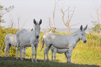 Four Austria-Hungarian White donkeys or Baroque Donkeys