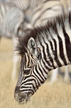 Burchell's Zebra (Equus burchelli)