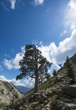 Tree on a hillside in the mountains