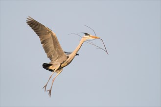 Grey heron (Ardea cinerea) approaching its nest with nesting material