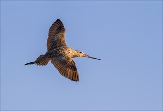 Marbled Godwit (Limosa fedoa) in flight