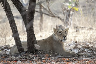Asiatic lion (Panthera leo persica) lying down under a tree