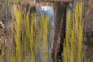 Reflection in the water of a weeping willow tree (Salix babylonica)