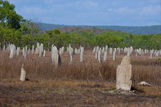 Termite mounds in the Litchfield National Park