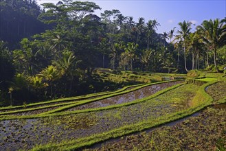 Rice terraces at Pura Gunung Kawi Temple
