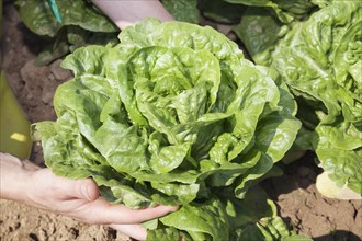 Hands holding a lettuce on a field