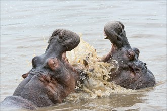Hippos (Hippopotamus amphibius) with their jaws wide open