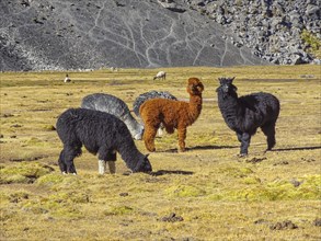 Group of Alpacas (Vicugna pacos)