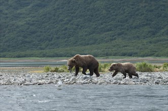 Brown Bear (Ursus arctos)