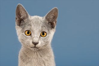 Russian Blue Kitten