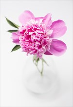Pink Peony flower in glass vase