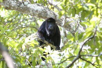 Mexican Black Howler Monkey (Alouatta pigra)