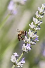 European Honey Bee (Apis mellifera) feeding on nectar of Lavender (Lavandula angustifolia)