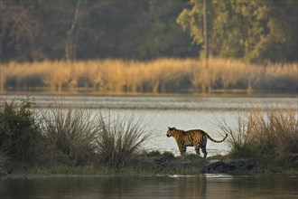 Wild Bengal Tiger (Panthera tigris tigris) crossing the water of a lake in Ranthambhore National Park