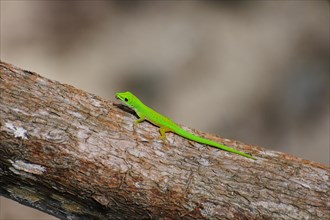 Seychelles Small Day Gecko or Stripeless Day Gecko (Phelsuma astriata semicarinata)