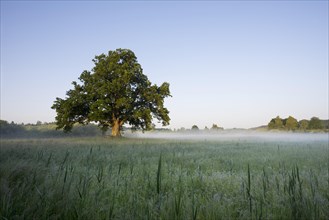 Morning atmosphere