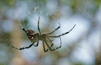 Tropical Tent-Web Spider (Cyrtophora citricola minahassae)