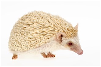 Four-toed Hedgehog or African Pygmy Hedgehog (Atelerix albiventris)