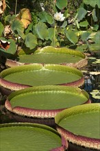 Giant leaves of the Santa Cruz Water Lily or Irupe (Victoria cruziana)