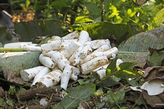 Peeled cassava root on the jungle floor