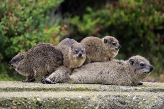 Rock Hyraxes (Procavia capensis) adult female with three young
