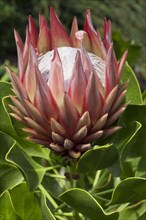 King Protea (Protea cynaroides)