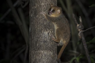 Gray Mouse Lemur (Microcebus murinus)