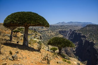 Socotra Dragon Tree or Dragon Blood Tree (Dracaena cinnabari) in front of a canyon