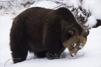 Brown Bear (Ursus arctos) in snow
