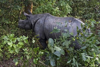 Indian rhinoceros (Rhinoceros unicornis) in the Chitwann National Park
