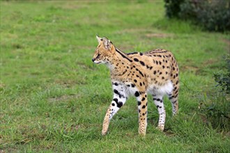 Serval (Leptailurus serval)