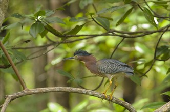 Green Heron (Butorides virescens) perched on a branch