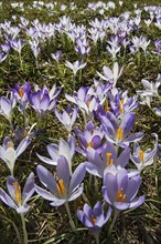 Crocuses (Crocus)