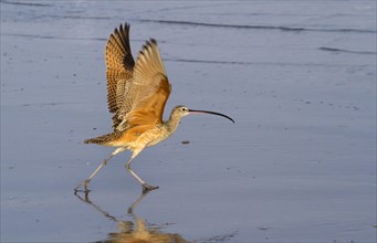 Long-billed curlew (Numenius americanus) taking off at a wet beach