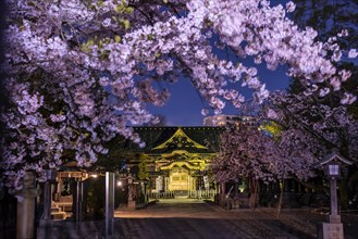 Ueno Toshogu Shrine at Night