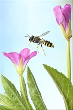 Grave wasp (Ectemnius cavifrons) in flight at the flower of Epilobium hirsutum (Epilobium hirsutum)