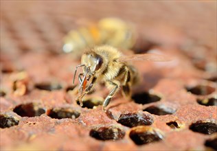 Bee (Apis mellifera var. Nica) on comb with capped brood combs cleaning her tongue