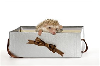 Two Four-toed Hedgehogs or African Pygmy Hedgehogs (Atelerix albiventris)