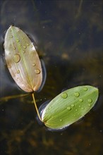 Common Pondweed or Floating Pondweed (Potamogeton natans)