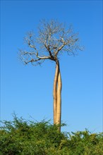 Twisted Baobab trees (Adansonia grandidieri)