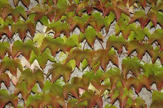 Japanese Creeper (Parthenocissus tricuspidata) on a wall
