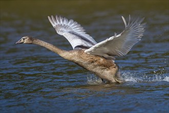 Young Mute Swan (Cygnus olor) taking off from water