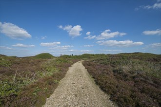 Path through heathland with typical sea clouds
