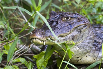 Spectacled Caiman (Caiman crocodilus) with teeth growing through lips