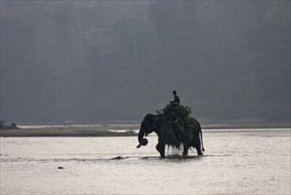A mahout crosses the East Rapti River with his elephant at Sauraha
